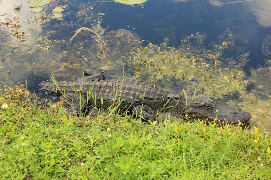 Крокодил в национальном парке Эверглейдс